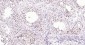 PCNA Mouse mAb, Nuclear Loading Control